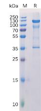 Recombinant human PMEL Protein with C-terminal Human Fc tag