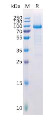 Recombinant human LAG3 Protein with C-terminal Human Fc tag