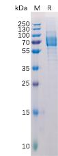 Recombinant human Galectin 9 Protein with C-terminal Human Fc tag