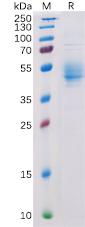 Recombinant human PVRIG protein with C-terminal human Fc tag