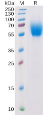 Recombinant Human IL13RA1 Protein with C-terminal 6×His tag