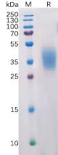 Recombinant human PDL2 protein with C-terminal 6×His tag