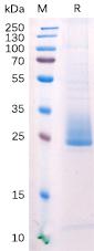 Recombinant human ANGPTL3 protein with C-terminal 6×His tag