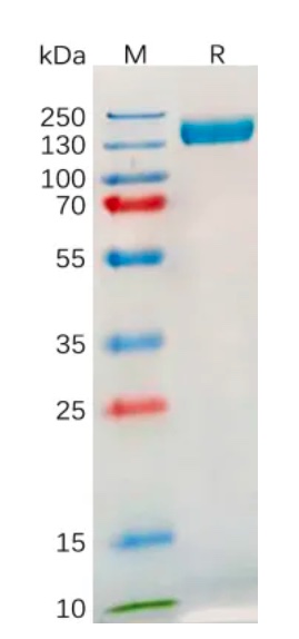 Recombinant human TLR3 protein with C-terminal human Fc tag