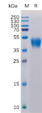 Recombinant human CD24 protein with C-terminal human Fc tag