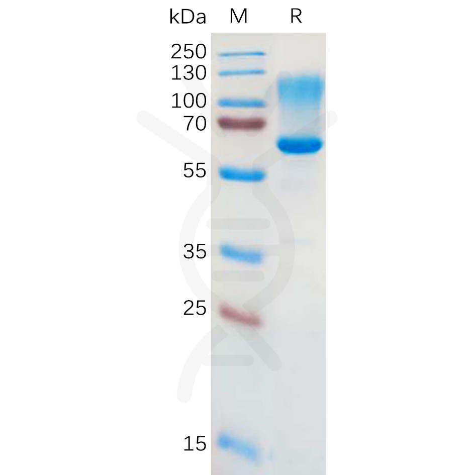 Recombinant human CD43 protein with C-terminal human Fc tag Recombinant human CD43 protein with C-terminal human Fc tag