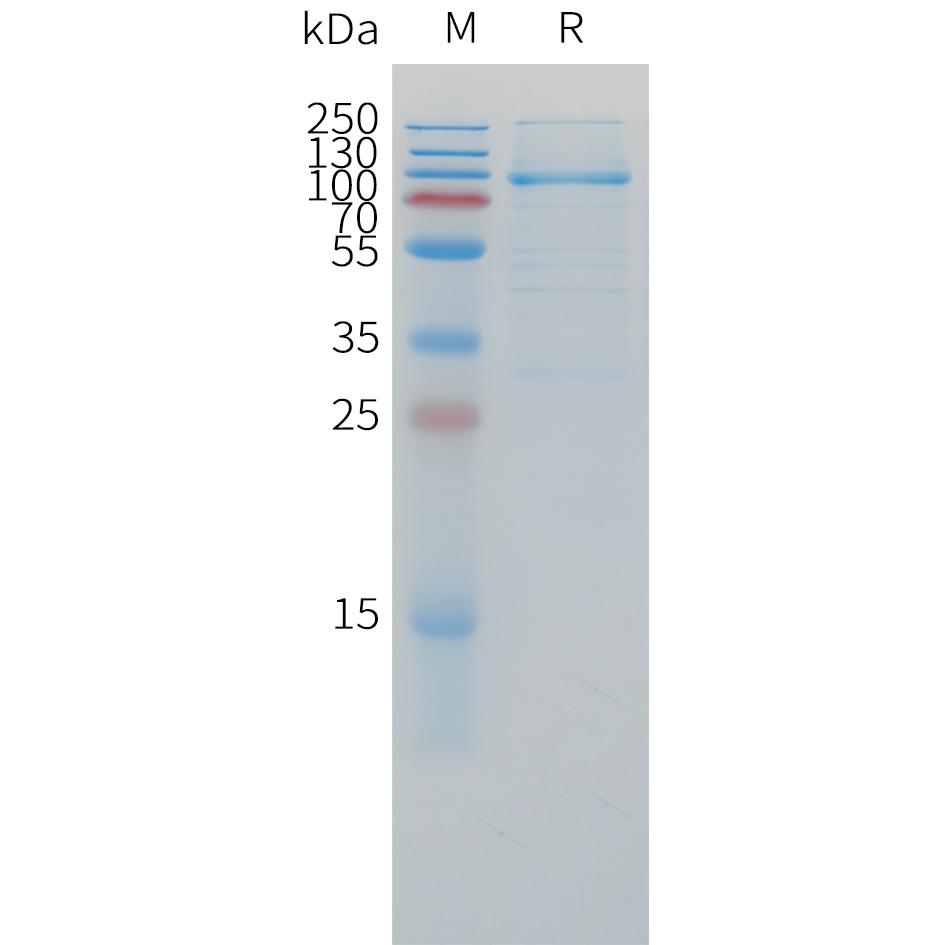 Cynomolgus LAG3 Protein, hFc Tag