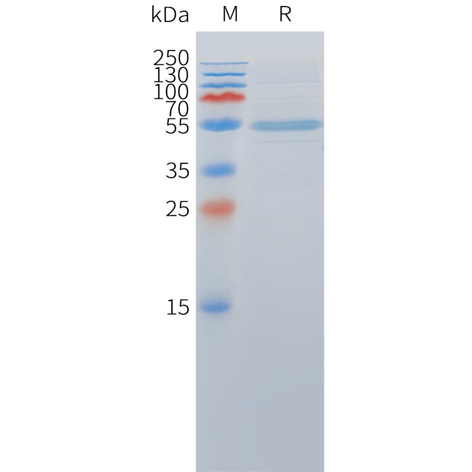 Cynomolgus DLL3(309-488) Protein, hFc Tag Cynomolgus DLL3(309-488) Protein, hFc Tag