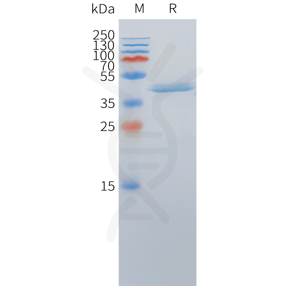 Cynomolgus DLL3(388-488) Protein, hFc Tag Cynomolgus DLL3(388-488) Protein, hFc Tag