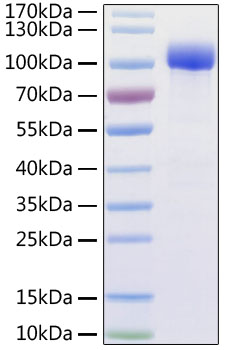 Fig 1 : Recombinant Human ACE2 Protein with His and Avi tag was determined by SDS-PAGE with Coomassie Blue, showing a band at 95-110 kDa.