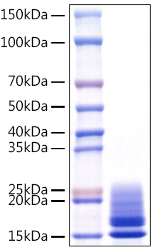 Recombinant Monkeypox virus A29 Protein