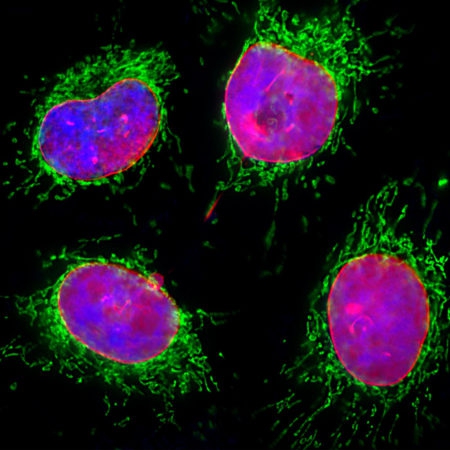 Monoclonal Antibody to Lamin A/C  (Clone: 4C4)