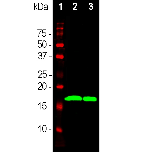 Figure-2: Western blot analysis of different tissue lysates using mAb to α-synuclein (34-1110), dilution 1:1,000 in green. [1] protein standard in red, [2] whole rat brain lysate, [3] rat spinal cord lysate. The strong band at about 15kDa corresponds to α-synuclein protein.