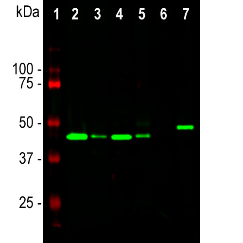 Monoclonal Antibody to GAP43 (Clone: 3H14)