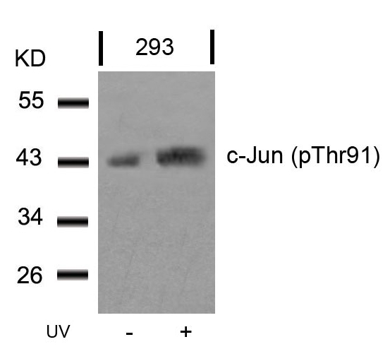 Polyclonal Antibody to c-Jun (Phospho-Thr91)