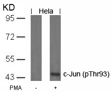 Polyclonal Antibody to c-Jun (Phospho-Thr93)