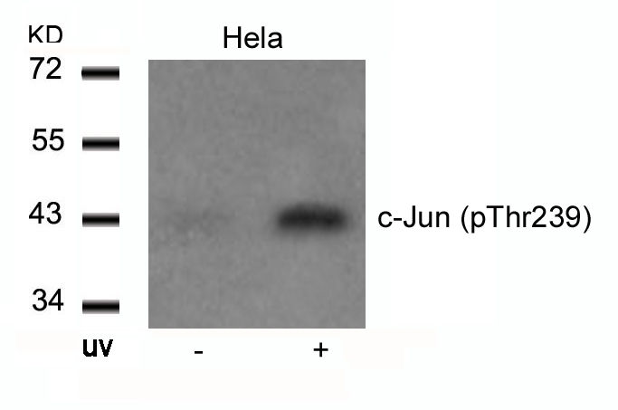 Polyclonal Antibody to c-Jun (Phospho-Thr239)