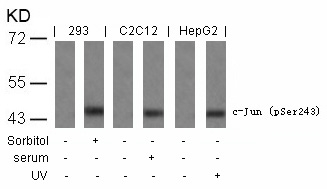 Polyclonal Antibody to c-Jun (Phospho-Ser243)