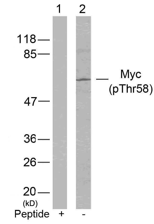 Polyclonal Antibody to Myc (Phospho-Thr58)