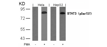 Polyclonal Antibody to STAT3 (Phospho-Ser727)