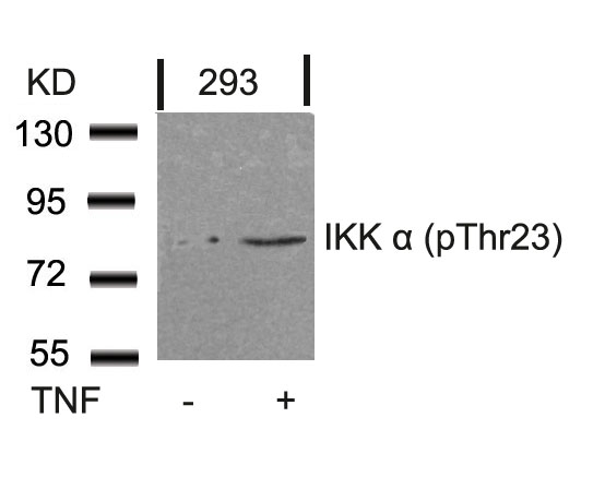 Polyclonal Antibody to IKK  Alpha (Phospho-Thr23)