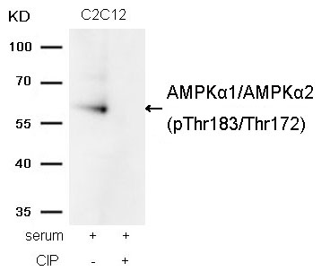 Polyclonal Antibody to AMPK Alpha1/AMPK Alpha2(Phospho-Thr183/Thr172)