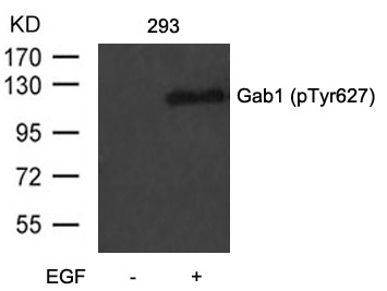 Figure 1: Western blot analysis of extracts from 293 cells untreated or treated with EGF using Gab1(Phospho-Tyr627) Antibody 35-1265 .