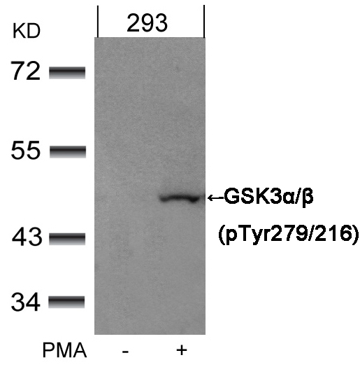 Polyclonal Antibody to GSK3 Alpha/beta(Phospho-Tyr279/216)