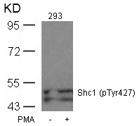 Polyclonal Antibody to Shc1 (Phospho-Tyr427)