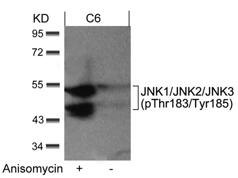 Figure 1: Western blot analysis of extracts from C6 cells untreated or treated with anisomycin using JNK1/JNK2/JNK3(phospho-Thr183/Tyr185) Antibody 35-1303 .