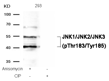 Figure 3: Western blot analysis of extracts from 293 cells, treated with Anisomycin or calf intestinal phosphatase (CIP), using JNK1/JNK2/JNK3 (phospho-Thr183/Tyr185) Antibody 35-1303 .