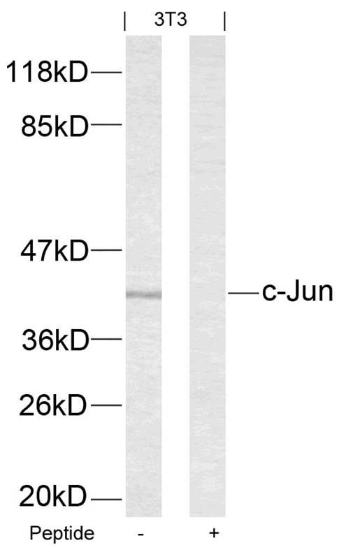 Polyclonal Antibody to c-Jun (Ab-63)