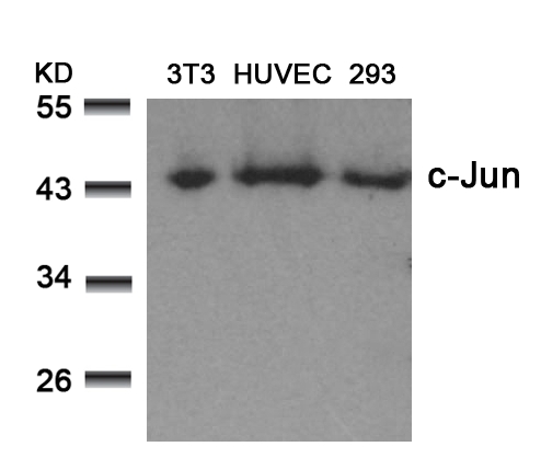 Polyclonal Antibody to c-Jun (Ab-73)