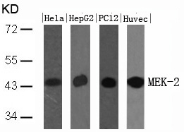 Polyclonal Antibody to MEK-2 (Ab-394)