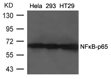 Polyclonal Antibody to NFkB-p65 (Ab-468)