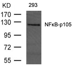 Polyclonal Antibody to NFkB-p105/p50 (Ab-893)