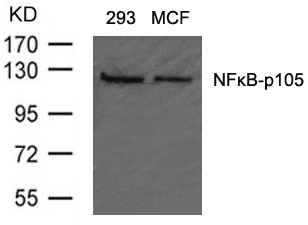 Polyclonal Antibody to NFkB-p105/p50 (Ab-907)