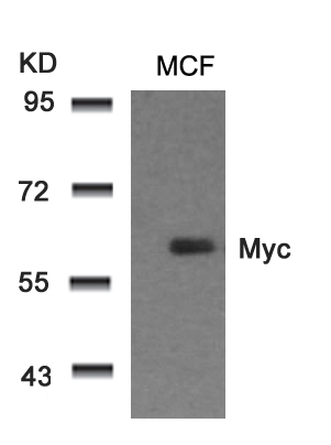 Polyclonal Antibody to Myc (Ab-58)
