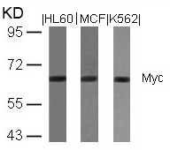 Polyclonal Antibody to Myc (Ab-358)