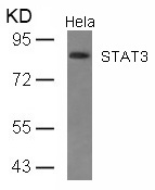 Polyclonal Antibody to STAT3 (Ab-727)