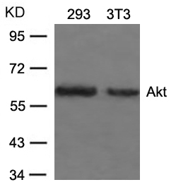 Polyclonal Antibody to Akt (Ab-473)