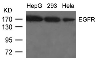 Figure 1: Western blot analysis of extracts from HepG2, 293 and Hela cells using EGFR(Ab-1092) Antibody 35-1428 .
