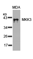 Polyclonal Antibody to MKK3 (Ab-189)