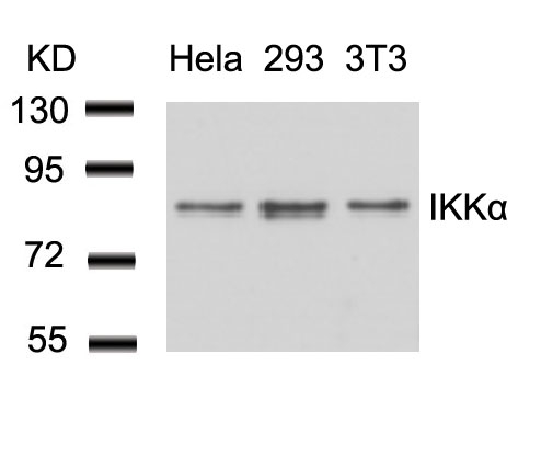 Polyclonal Antibody to IKK  Alpha (Ab-23)