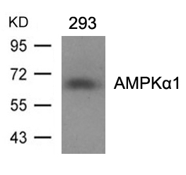 Polyclonal Antibody to AMPK Alpha1 (Ab-487)Antibody