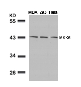 Polyclonal Antibody to MKK6 (Ab-207)