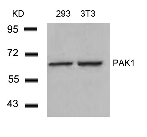 Polyclonal Antibody to PAK1 (Ab-212)