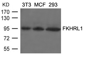 Polyclonal Antibody to FKHRL1(Ab-253)