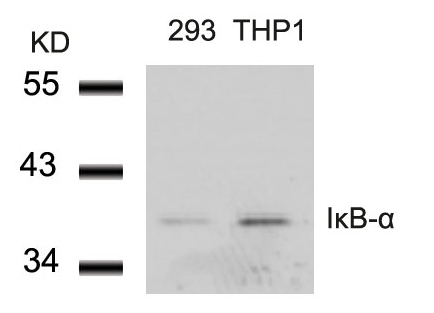 Polyclonal Antibody to IkB- Alpha (Ab-42)
