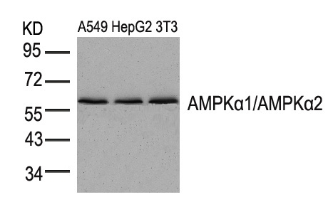 Polyclonal Antibody to AMPK Alpha1/AMPK Alpha2 (Ab-174/172)